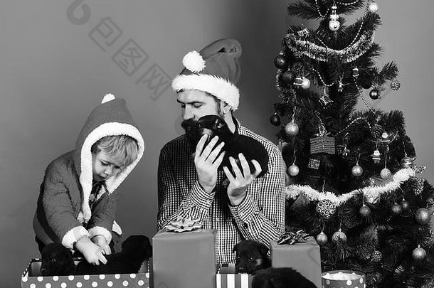 脸上带着好奇表情的父子打开红色背景上的礼物。戴着圣诞帽和兜帽的男人和男孩与小狗玩耍。圣诞节假期的概念。有胡子的爸爸和小孩在圣诞树旁抱着狗