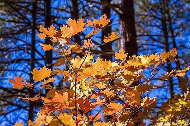 充满活力的彩色的秋天foilage亚利桑那州橡木溪峡谷塞多纳亚利桑那州