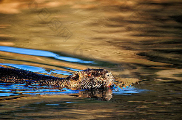 野生水獭游泳池塘公园萨勒姆俄勒冈州