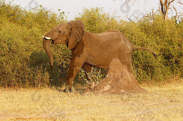 非洲布什大象最大生活陆地动物生活野生非洲高度聪明的物种