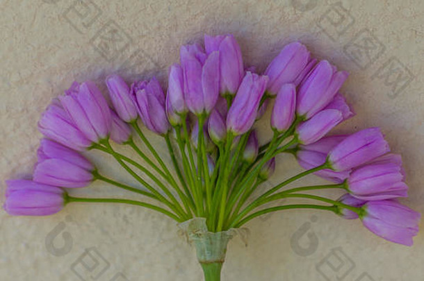 广场照片紫色的花味蕾迷你花束