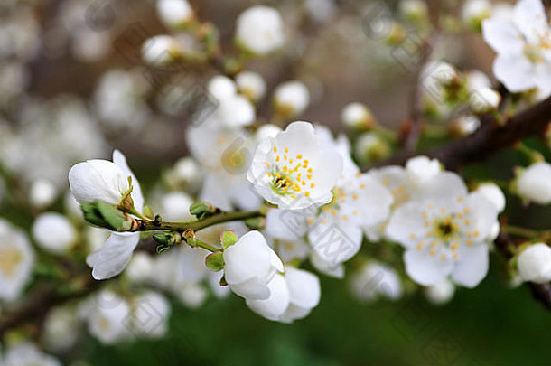 阳光明媚的户外杏树开花的特写镜头。春天