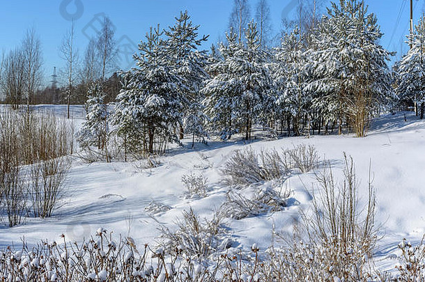 冬天阳光明媚的一天森林很多雪地面树