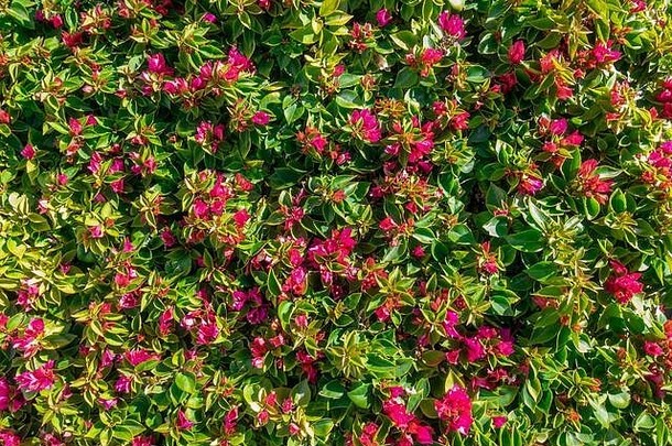 粉红色热带三角梅花盛开，叶背景。紫色小三角梅灌木。夏季花卉壁纸。