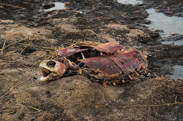 一只死海龟的遗骸。