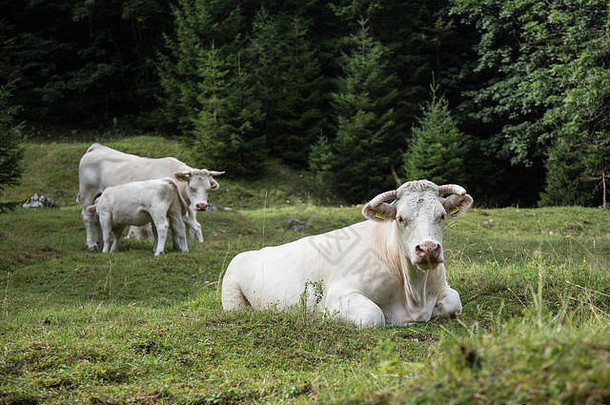 在高山草甸上吃草的<strong>奶</strong>牛，斯洛文尼亚。