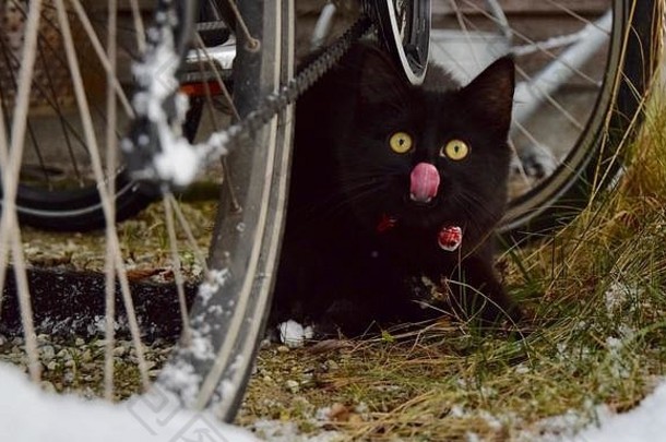 冬季自行车下伸出舌头的猫的画像