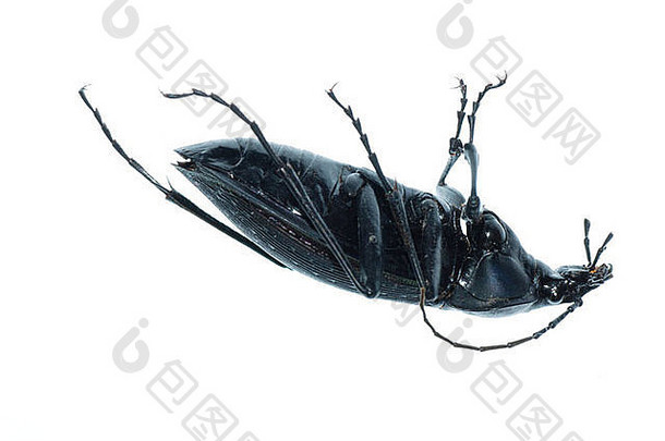 昆虫地面甲虫卡拉布斯普罗迪格斯孤立的白色背景