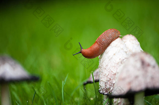 关闭欧洲红色的鼻涕虫阿里昂鲁弗斯棕色（的）蘑菇rainshower