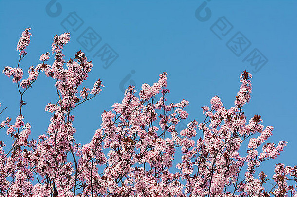 春天，在蓝天上，<strong>梅花开</strong>满了粉红色的花