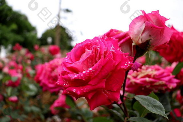 春雨过后，美丽的粉红色玫瑰绽放，花瓣上附着着水滴：非常适合制作日历或贺卡