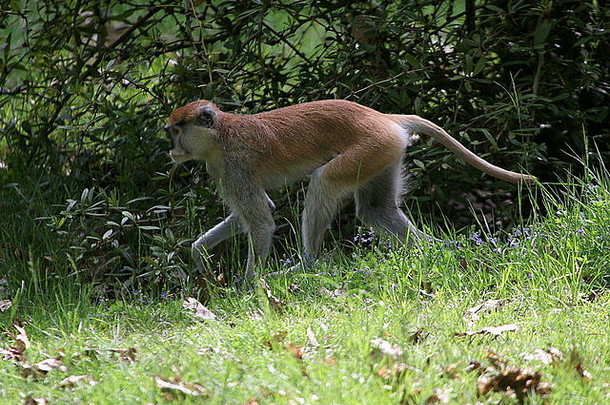 非洲陆栖帕塔斯猴或Wadi猴，也叫胡萨尔猴，是灵长类动物中跑得最快的