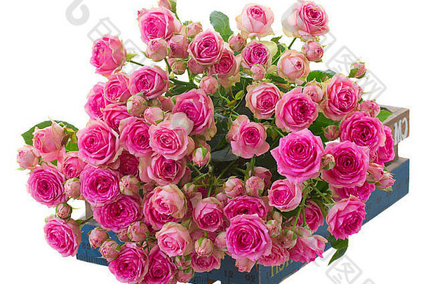 一堆新鲜的粉红色玫瑰