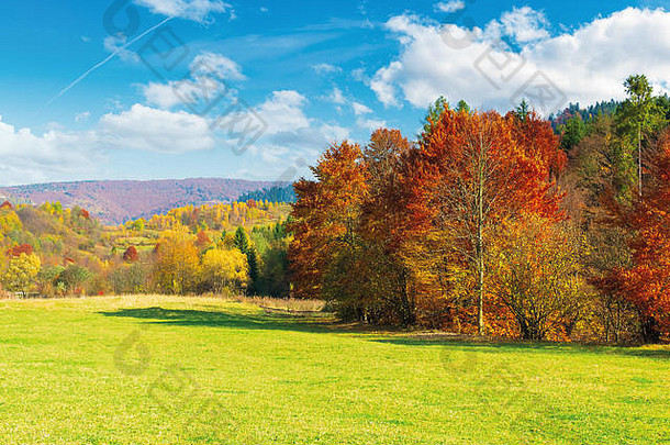 树红色的树叶绿色草地美丽的秋天景观多山的农村阳光明媚的温暖的天气云天空