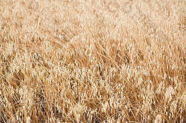 小麦南部西班牙