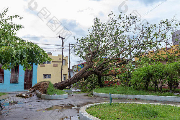 古巴圣克拉拉，2017年9月10日：厄尔玛飓风造成的树木倒地破坏
