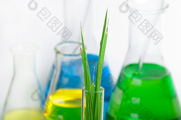 白色背景上实验室设备中的绿色植物