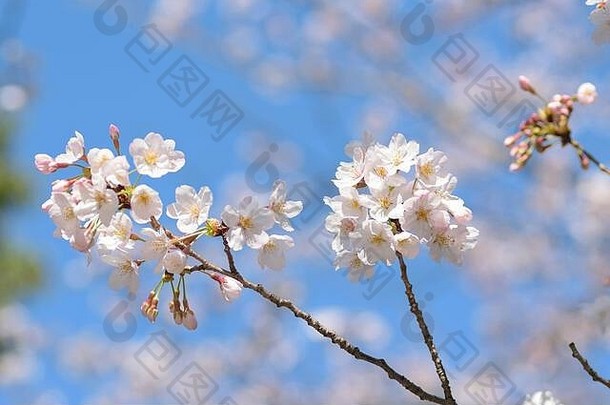 白色日本樱桃花朵阳光