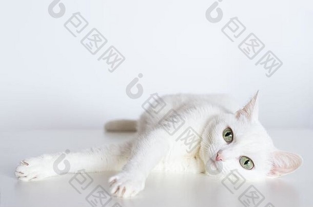 白色优雅的猫，黄色的眼睛和伸出的爪子躺在白色的<strong>背景</strong>上。可爱的家养远交宠物。