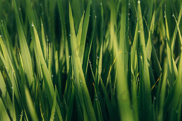 绿色多汁草特写。绿色嫩草的背景。绿草背景。幼稻