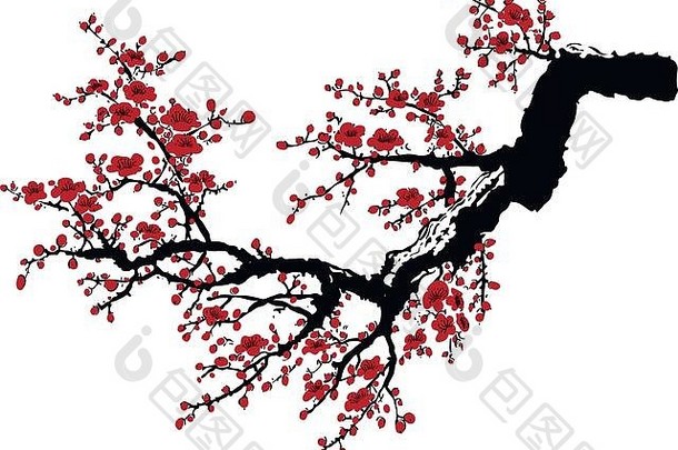 真实樱花-白色背景上的日本樱花树。