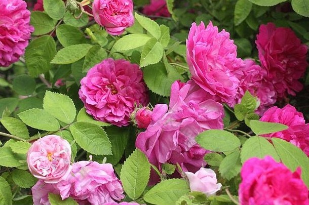 茶玫瑰花园温哥华英国哥伦比亚加拿大