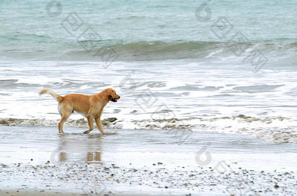 金寻回犬玩海岸海滩一天