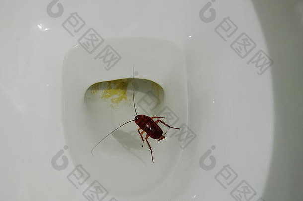澳大利亚蟑螂溺水并漂浮在厕所下水道中