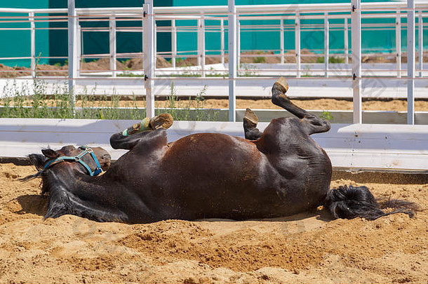 黑马躺在一个单独的畜栏里的沙滩上