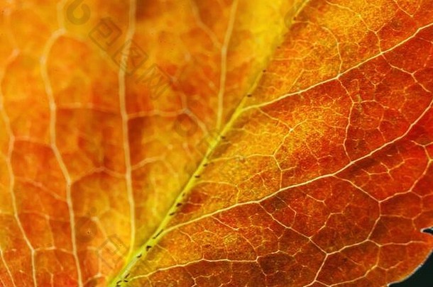 特写秋秋极端宏观纹理视图，在阳光背景下，红色、橙色、绿色的木板树叶发出辉光。灵感自然十月或九月壁纸。季节观念的转变