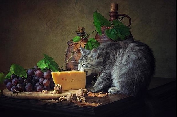 生活奶酪饿了猫