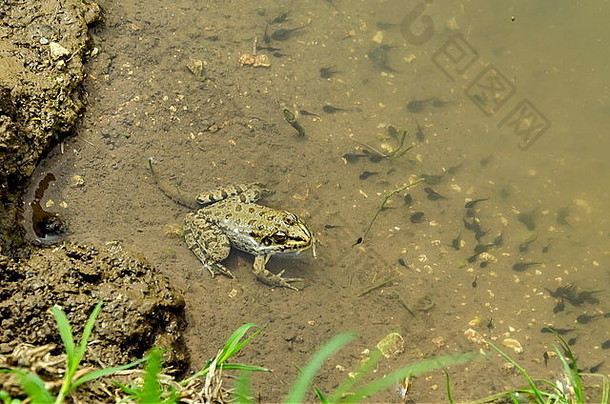 关闭拍摄北部豹青蛙蝌蚪游泳水扎维特保加利亚