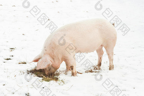 猪搜索食物雪