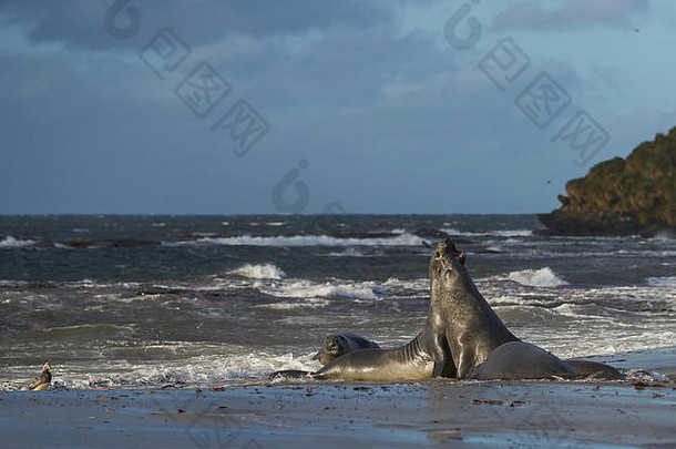 南部象海豹（Mirounga leonina）在福克兰群岛的Sealion岛的沙滩上互相测试力量。
