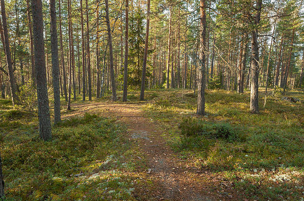 芬兰森林之路