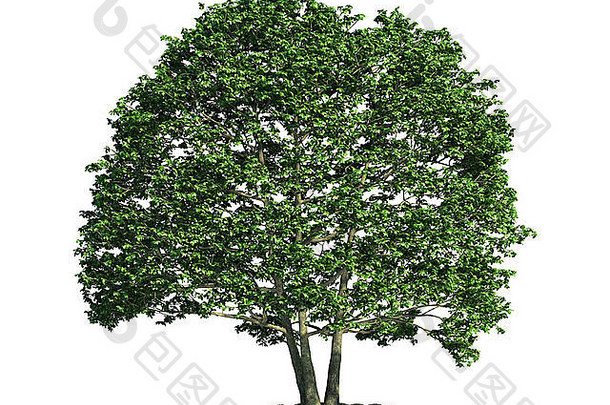 桤木（拉丁语：桤木）一种与纯白色隔离的树