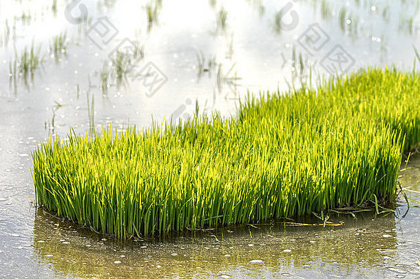 稻苗准备在稻田上移植。