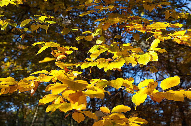 秋天树上的黄叶