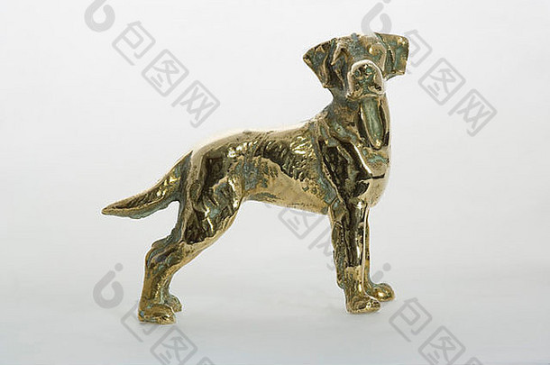黄铜拉布拉多犬