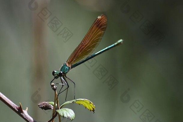 豆娘物种合翅目蜻蜓目发现银行palancia河地中海山河瓦伦西亚地区东部西班牙