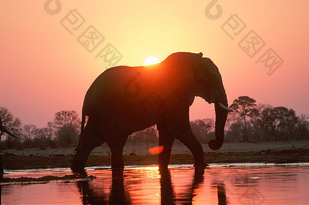黄昏时，大象（非洲象）正在过河