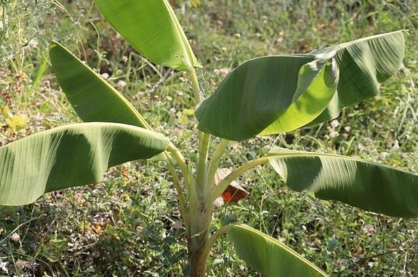 绿色模糊背景上的香蕉树，带有修剪路径，用于花园设计。容易种植、产量快的热带经济作物