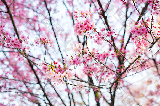 樱花是日本著名的<strong>季节</strong>。很多游客来东京看樱花盛开。