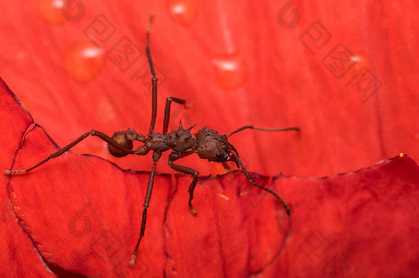 湿红色花瓣上的大红蚂蚁
