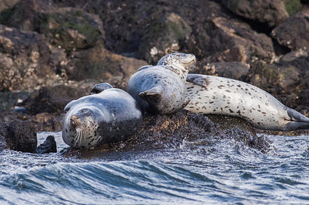 太平洋海岸岩石上的海豹