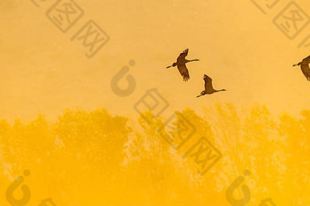 飞行中的起重机的剪影。一群鹤在日出时飞翔。雾蒙蒙的早晨，日出的天空背景。普通鹤，