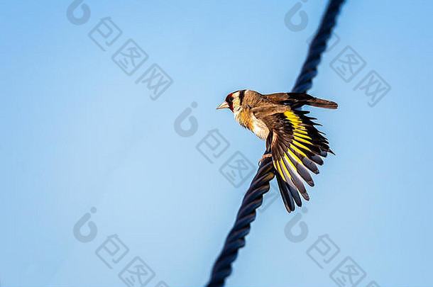 彩色金翅雀的特写镜头，栖息在铁丝网上，<strong>展翅飞翔</strong>