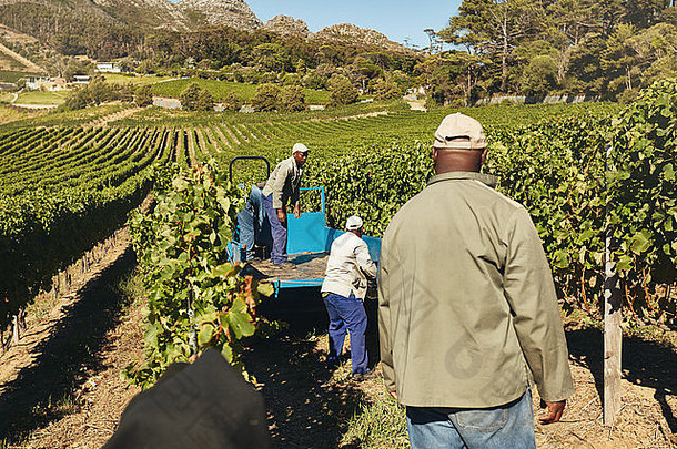 葡萄园工人将收获的葡萄装载在拖拉机拖车上，以便运输至葡萄<strong>酒</strong>商的镜头。农民分娩