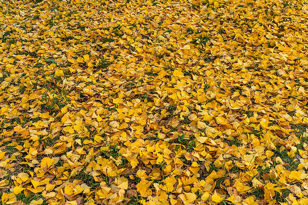 秋天季节色彩斑斓的下降叶子公园美丽的秋天路径