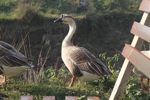 孟加拉鸭子图片